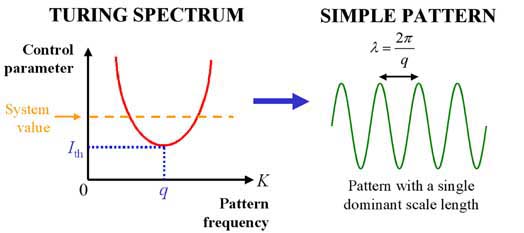 Turing Instability